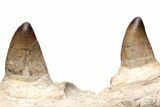 Partial Mosasaur Jaw with Five Teeth - Morocco #220277-3